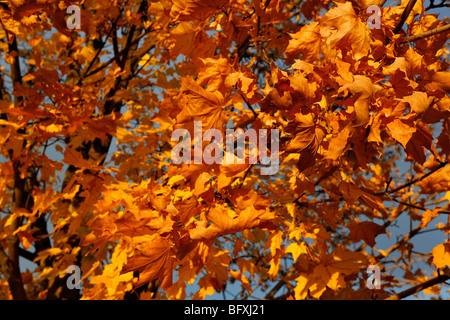 Orange Herbstlaub von einem Laubbaum. Stockfoto