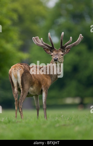 Rotwild-Hirsch im Studley Royal in North Yorkshire Stockfoto