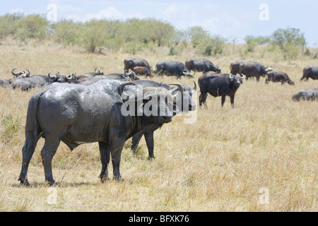 Männlich-Cape Buffalo Syncerus Caffer, Schlamm. Masai Mara National Reserve, Kenia. Stockfoto