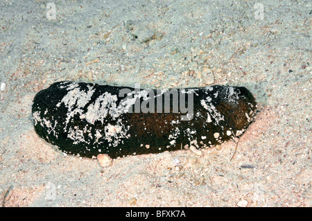 Schwarz "Seegurke" Holothuria Atra, Stockfoto