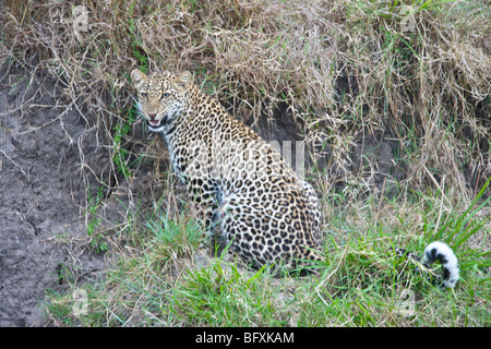 Weibliche afrikanischen Leoparden, Panthera Pardus, sitzt neben dem Ufer eines Flusses. Masai Mara National Reserve, Kenia. Stockfoto