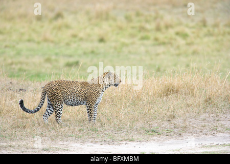 Männlichen afrikanischen Leoparden, Panthera Pardus, zu Fuß. Masai Mara National Reserve, Kenia. Stockfoto