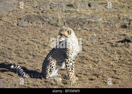 Gepard Cub, Acinonyx Jubatus, sitzen. Masai Mara National Reserve, Kenia. Stockfoto