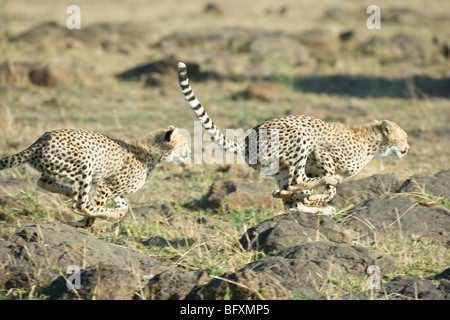 Zwei Cheetah Cubs, Acinonyx Jubatus, jagten einander. Masai Mara National Reserve, Kenia. Stockfoto