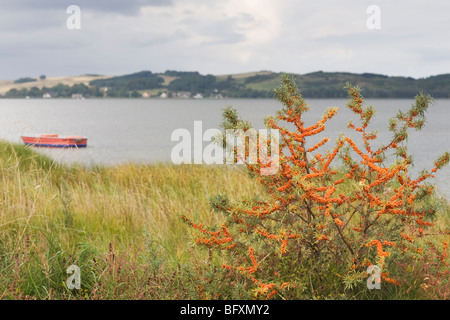 Sanddorn (Hippophae Phamnoides), Insel Rügen, Deutschland Stockfoto