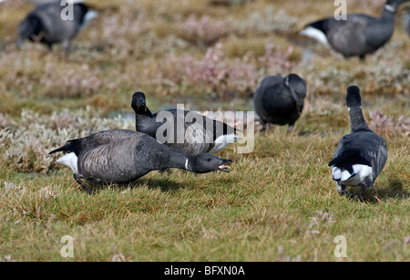 AGGRESSIVE RINGELGÄNSE. BRANTA BERNICLA AUF DEN SALZWIESEN. : Deutsch Bernache cravant: Ringelgans Spanisch: Barnacla Carinegra Stockfoto