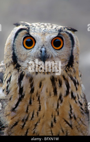 Uhu. Bubo Bubo Nahaufnahme des Kopfes stehen vor Augen. Stockfoto