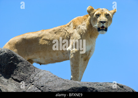Weibliche African Lion, Panthera Leo, auf einem Felsen steht. Masai Mara National Reserve, Kenia. Stockfoto
