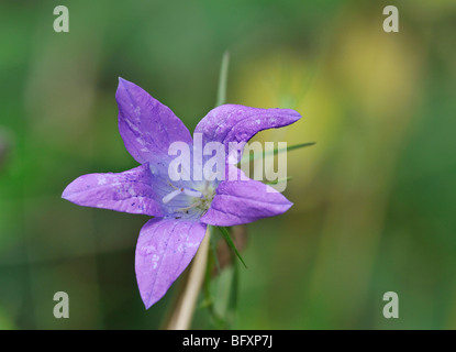 Ausbreitende Glockenblume - Campanula patula Stockfoto