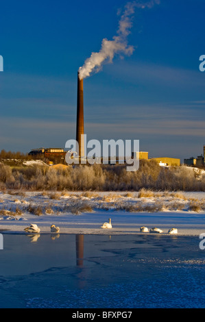 Vale Superstack mit Blick auf Junction Creek mit ruhenden Trumpeter Schwäne, Greater Sudbury, Ontario, Kanada Stockfoto