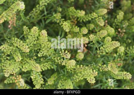 Peppergrass. Lepidium Virginicum. Stockfoto