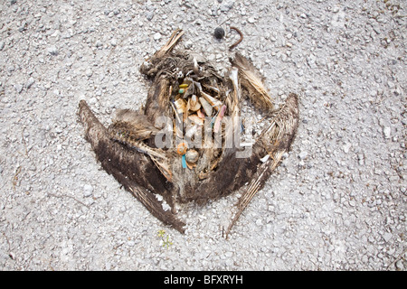 Überreste von jungen Albatros mit den Plastikmüll, den der Vogel, der sein Verdauungssystem füllte, gefressen hat Stockfoto