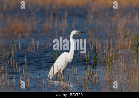 Silberreiher (Casmerodius Albus) - Europäische Silberreiher Stockfoto