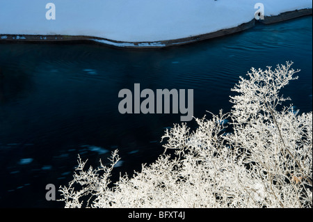 Gefrostet Strauch auf der Klippe mit Blick auf offenes Wasser von Whitefish River, Whitefish Falls, Ontario, Kanada Stockfoto