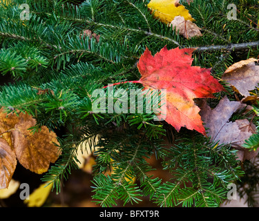 Ein paar bunte Herbst Blätter sind auf dem Ast einer Tanne in New Hampshire New England, USA gefangen. Stockfoto