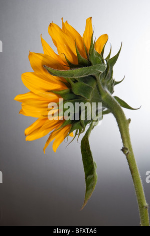 Sonnenblume Studio Bilder auf weißen oder grauen Hintergrund, alleine oder in Gruppen Stockfoto