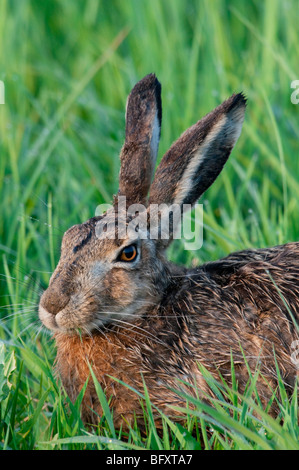 Feldhase (Lepus Europaeus) Hase Kaninchen Stockfoto