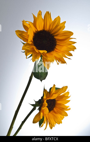 Sonnenblume Studio Bilder auf weißen oder grauen Hintergrund, alleine oder in Gruppen Stockfoto