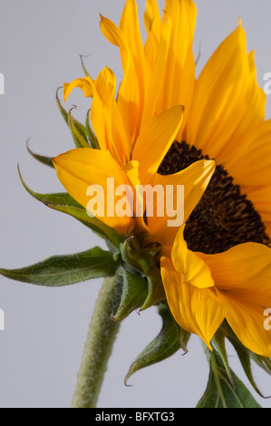 Sonnenblume Studio Bilder auf weißen oder grauen Hintergrund, alleine oder in Gruppen Stockfoto