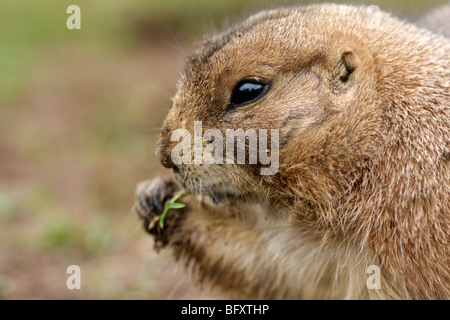 Präriehund Essen Cão da Pradaria ein Ankömmling Relva Hund des Präries Rasen Essen Chien De La Prairie à Manger Relva Sciuridae grass Stockfoto