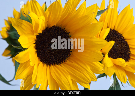 Sonnenblume Studio Bilder auf weißen oder grauen Hintergrund, alleine oder in Gruppen Stockfoto