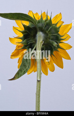 Sonnenblume Studio Bilder auf weißen oder grauen Hintergrund, alleine oder in Gruppen Stockfoto