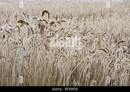 Mattierte gemeinsamen Reed Kolonie, Greater Sudbury, Ontario, Kanada Stockfoto