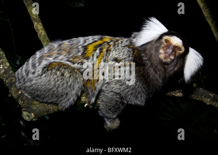 Kaiser Tamarin Affe, Saguinus Imperator, ein Eingeborener von Amazon Jungle of South America Stockfoto