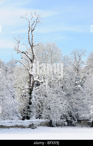 Schneebedeckte Bäume in Oxfordshire mit einem blauen Himmel dahinter. Stockfoto