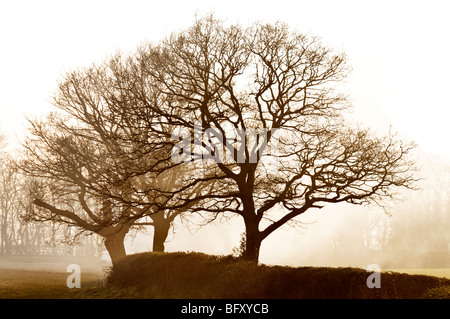 Silhouette Bäume im englischen Hecke Stockfoto