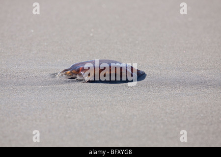 Löwen Mähne Quallen (Cyanea Capillata) gestrandet auf einem Sandstrand im Süd-westlichen Norwegen. Stockfoto