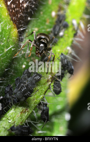 Garten Ameisen (Lasius Niger) tendenziell schwarze Blattläuse Stockfoto