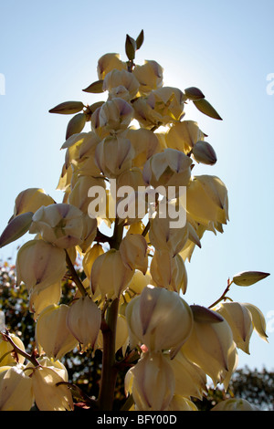 Yucca Filamentosa, allgemein bekannt als Adams Nadel in Blüte in den botanischen Gärten in Melbourne Victoria Australien Stockfoto