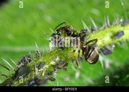 Garten Ameisen (Lasius Niger) tendenziell schwarze Blattläuse Stockfoto