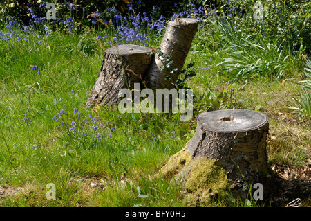 Englischen Bluebells (Hyacinthoides non-Scripta) in der Nähe von Baumstümpfen, East Sussex, England im April 2007 Stockfoto