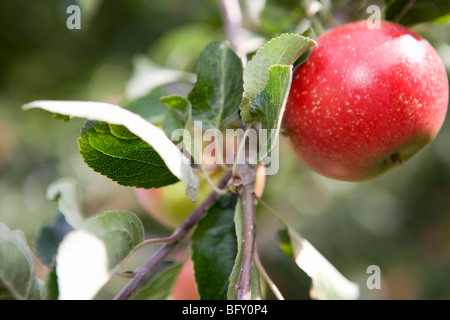 Perfekte reifer roter Apfel Stockfoto