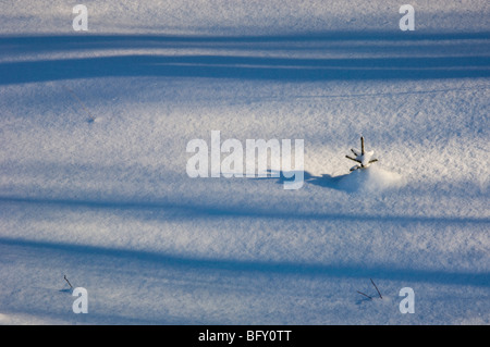 Baum Schatten auf Neuschnee mit hervorstehenden Fichte Sämling, Greater Sudbury, Ontario, Kanada Stockfoto