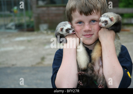 Porträt eines jungen kuscheln zwei Baummarder Frettchen Stockfoto