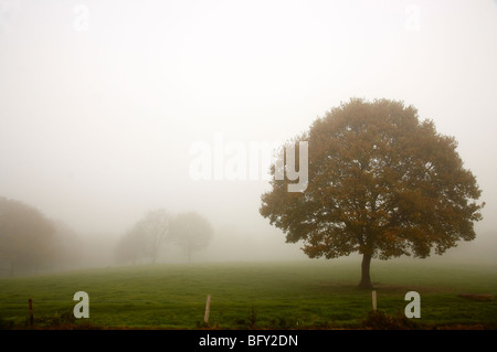 Am frühen Morgennebel in Cheshire UK Stockfoto