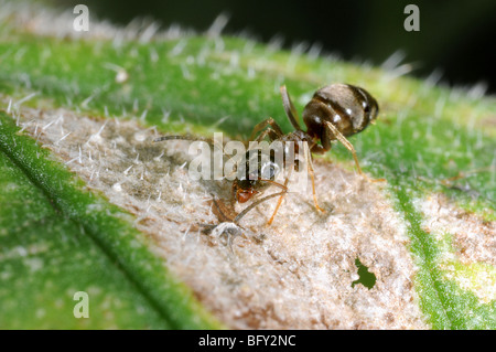 Garten Ameisen (Lasius Niger) Aufräumvorgang Stockfoto