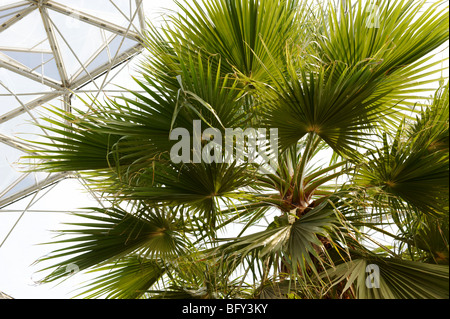 WASHINGTONIA ROBUSTA; MEXIKANISCHE FÄCHERPALME Stockfoto