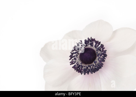 WEIßE ANEMONE DE CAEN "DIE BRAUT" Stockfoto