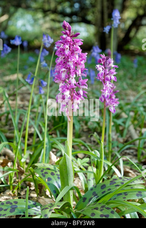 ORCHIS MASCULA; FRÜHE LILA ORCHIDEE Stockfoto