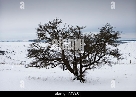 Einsamer Baum im Schnee auf Cranborne Chase, Wiltshire, UK Stockfoto