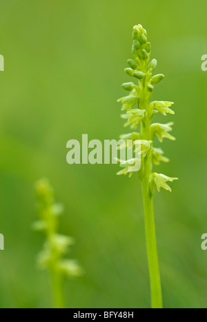 HERMINIUM MONORCHIS; MOSCHUS-ORCHIDEE Stockfoto