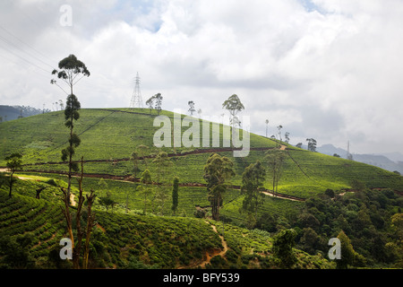 Landschaft mit Tee-Feldern in der Nähe von Nuwara Eliya, in Sri Lanka. Stockfoto