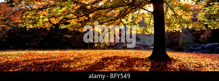 Panoramablick auf die wunderbare Herbst-Farben im Westonbirt Arboretum Stockfoto