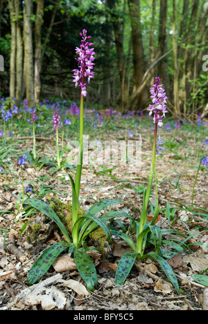 ORCHIS MASCULA; ZWEI FRÜHE LILA ORCHIDEEN Stockfoto