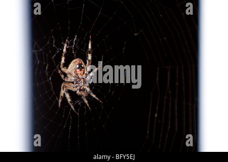 Eine sehr große Scheune Spinne (Araneus Cavaticus) in der Nacht. Stockfoto
