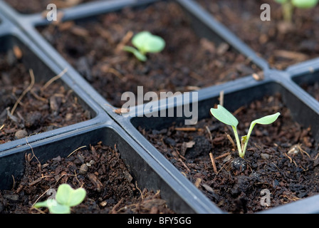 ANZUCHTKASTEN MIT SETZLISTE Stockfoto